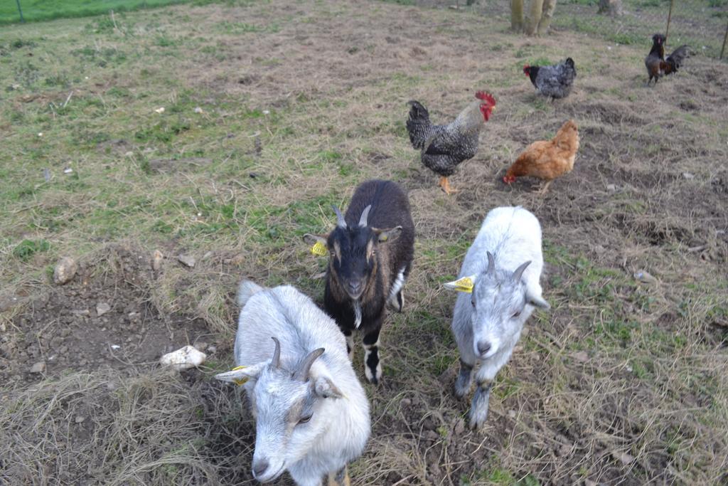 Ferme "Les Flaquettes" Acomodação com café da manhã Guînes Exterior foto